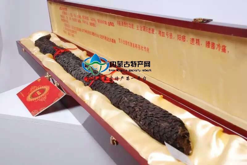 糖心
阿拉善野生粗壮秋肉苁蓉可切片油苁蓉补肾中药材
